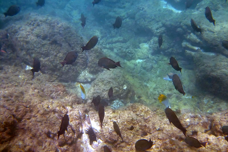 Various colorful fish swimming in clear blue water among vibrant coral formations.
