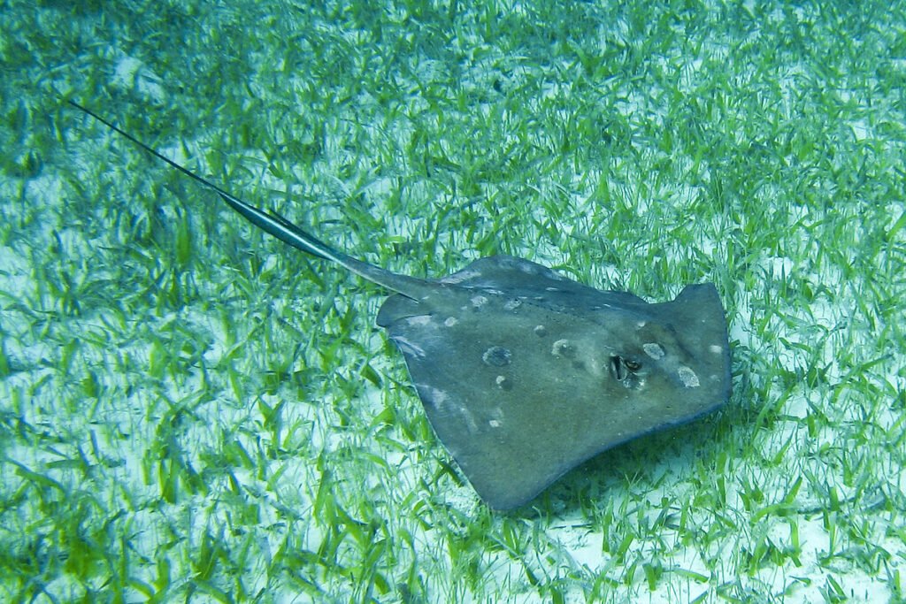 A sleek stingray glides gracefully through clear waters, surrounded by a bed of lush green aquatic plants.
