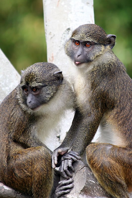 A pair of vervet monkeys perched on a tree trunk. Close-up of a monkey's curious expression.