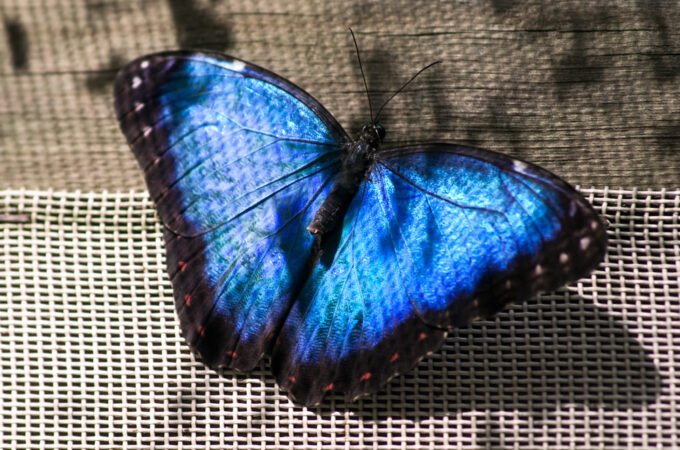 A close-up of a vivid blue butterfly perched on a mesh screen, showcasing its detailed wing patterns.