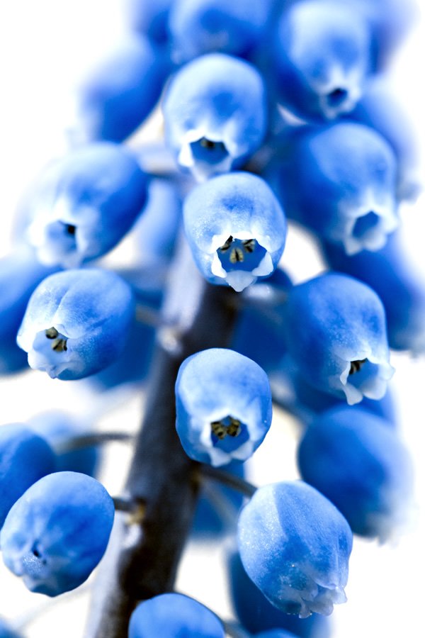 A close-up view of delicate bluebell flowers, showcasing their bell-shaped petals and subtle green centers.