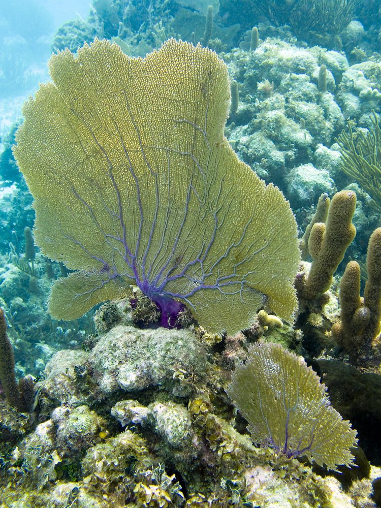 An underwater view showcasing a large fan-shaped coral with detailed textures, surrounded by diverse coral formations in a vibrant marine environment.