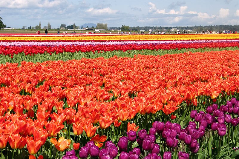 A stunning array of colorful tulips, primarily red and purple, stretches across a vast field under a partly cloudy sky. The scene is set in the Pacific Northwest, showcasing the region's natural beauty.