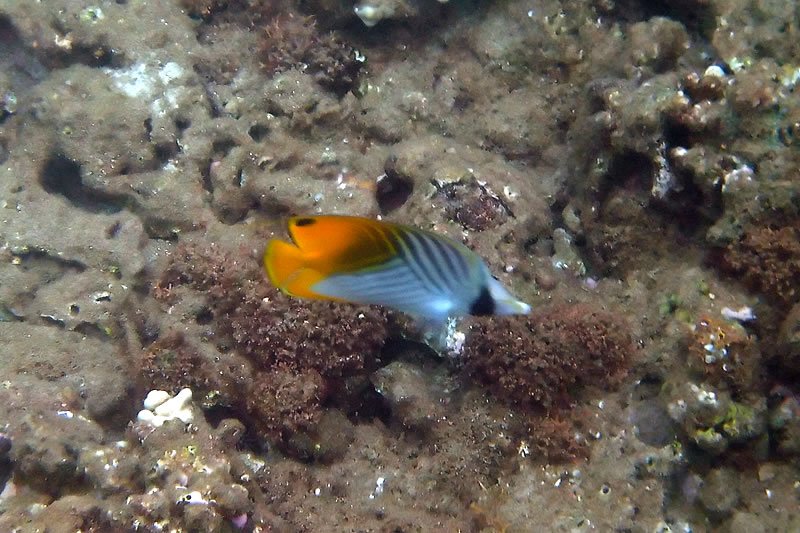 A colorful butterflyfish swims gracefully over a rocky coral reef. The fish displays bright orange and blue hues, contrasting with the muted tones of the surrounding rocks.