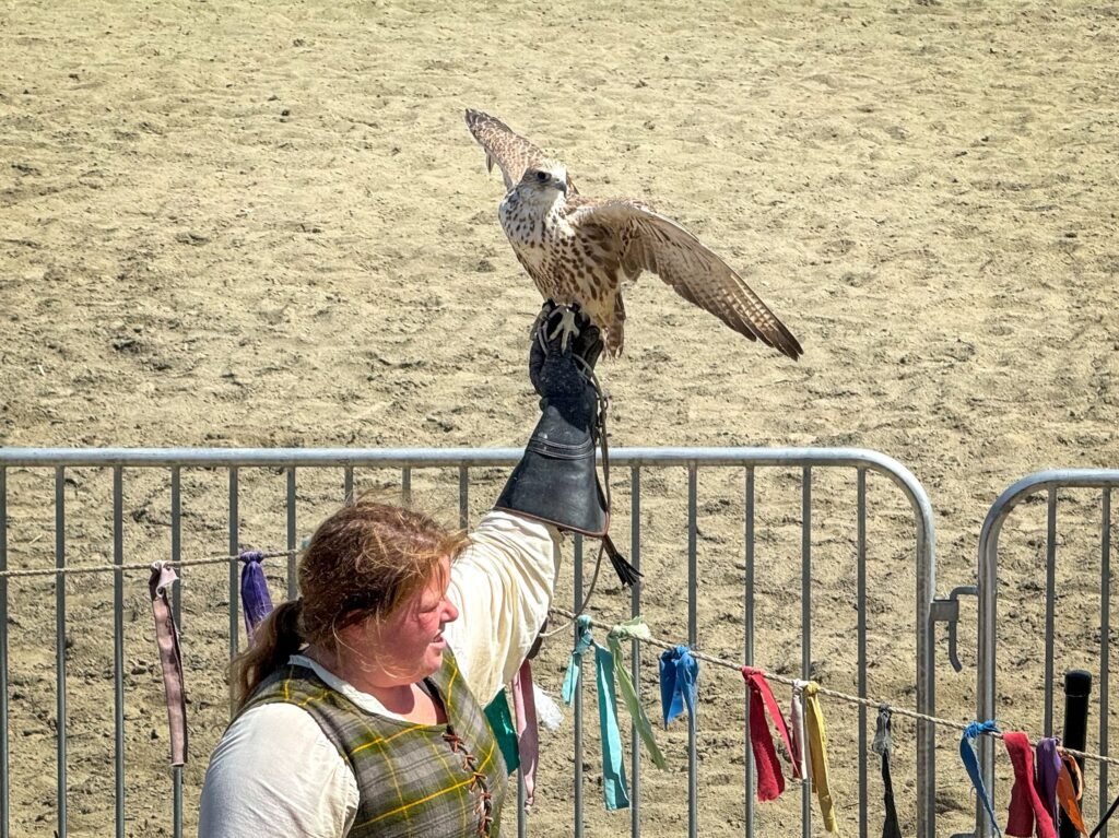 A falcon sits poised on a handler's gloved arm at a bird demonstration. The handler wears traditional apparel in an outdoor arena setting.
