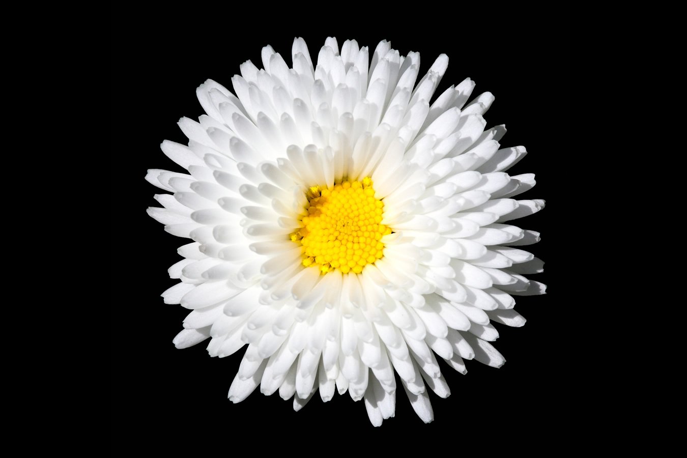 The Butchart Gardens A close-up of a white daisy with a vibrant yellow center, set against a stark black background.