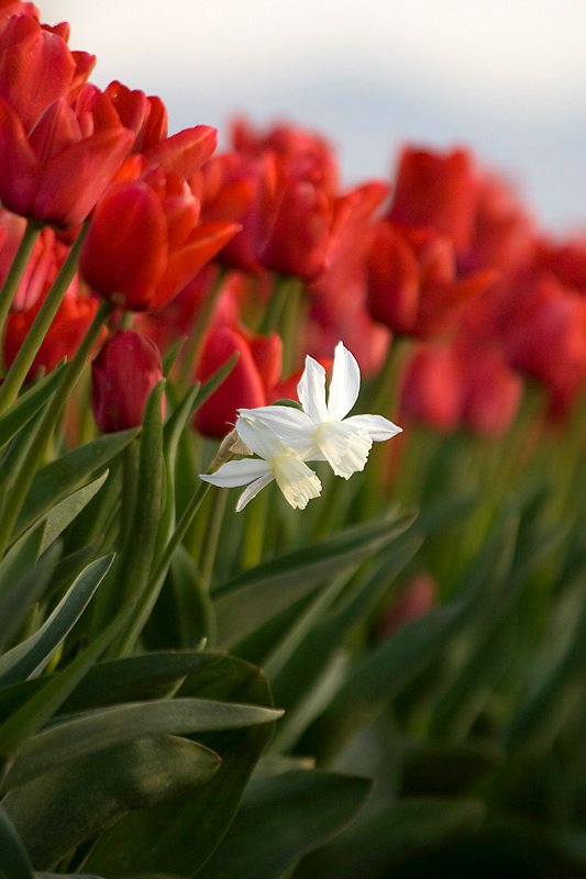 A delicate white flower stands out amidst a vibrant field of red tulips under a soft sky.