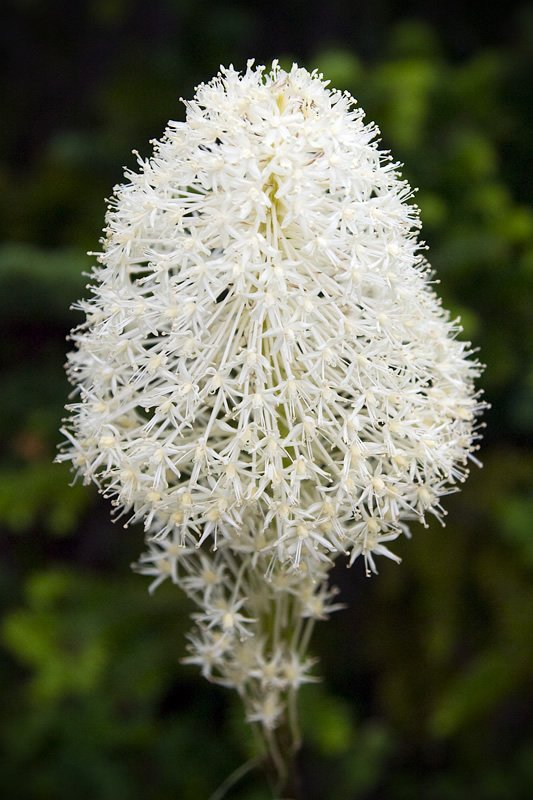 A stunning close-up of a white flower with intricate petals, set against a blurred green background.