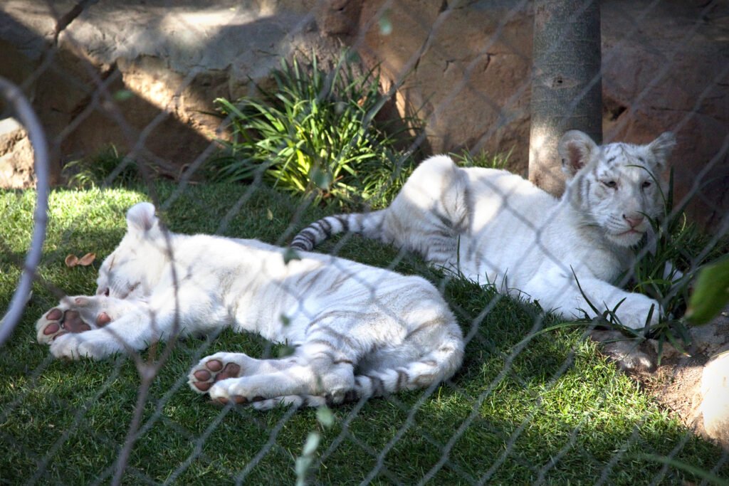 A pair of white tigers lounging on grass behind a chain-link fence. The tigers appear relaxed, with one showing its paws and the other resting near rocks.