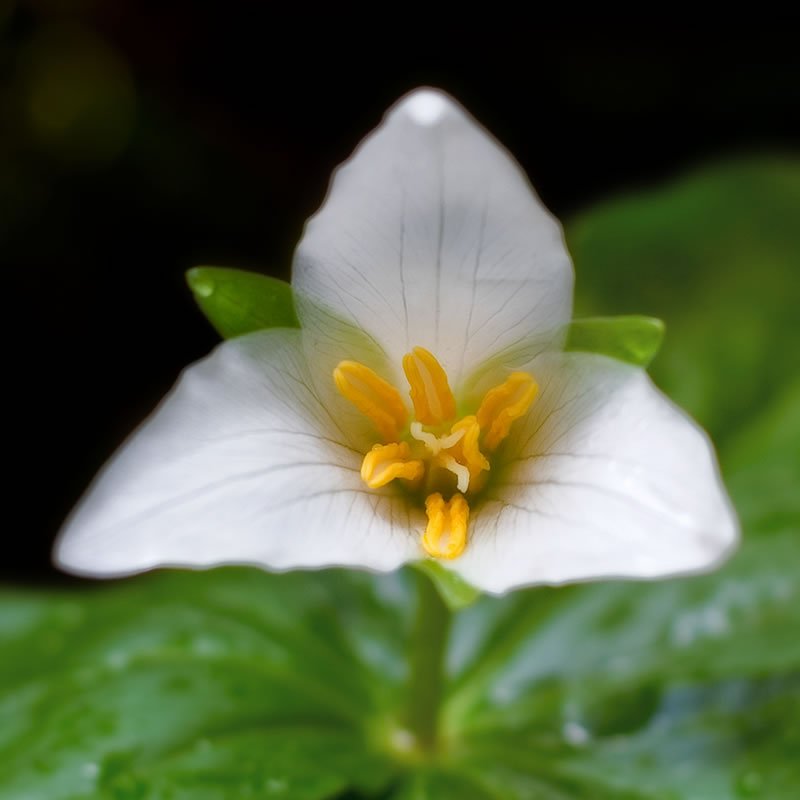 A delicate white trillium flower with a vibrant yellow center, set against lush green leaves.