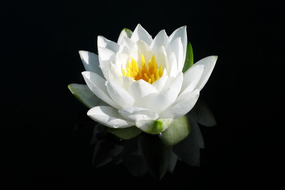 A white water lily with yellow center, floating on dark water.