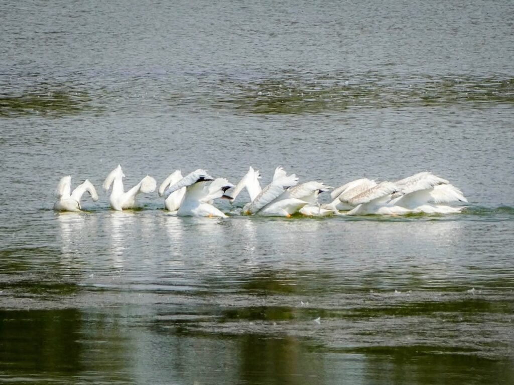 A flock of White Ibises preening and feeding in a serene lake habitat.