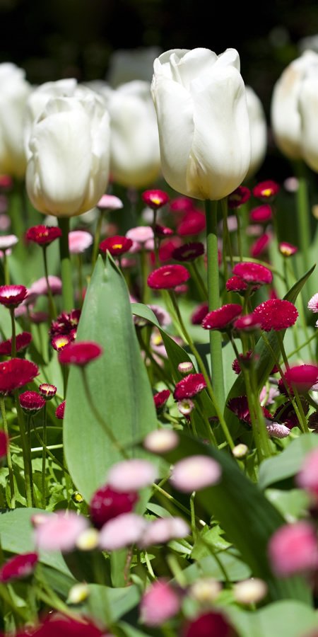 White tulips surrounded by red and pink wildflowers.