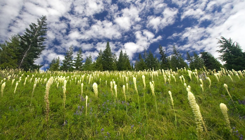 A serene meadow filled with white spire-shaped wildflowers against a bright blue sky dotted with fluffy clouds. Tall evergreen trees frame the landscape.