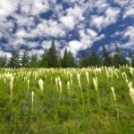 A serene meadow filled with white spire-shaped wildflowers against a bright blue sky dotted with fluffy clouds. Tall evergreen trees frame the landscape.