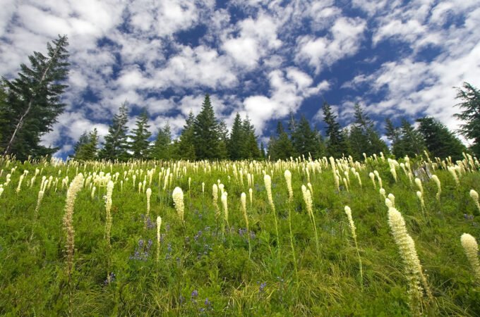A serene meadow filled with white spire-shaped wildflowers against a bright blue sky dotted with fluffy clouds. Tall evergreen trees frame the landscape.