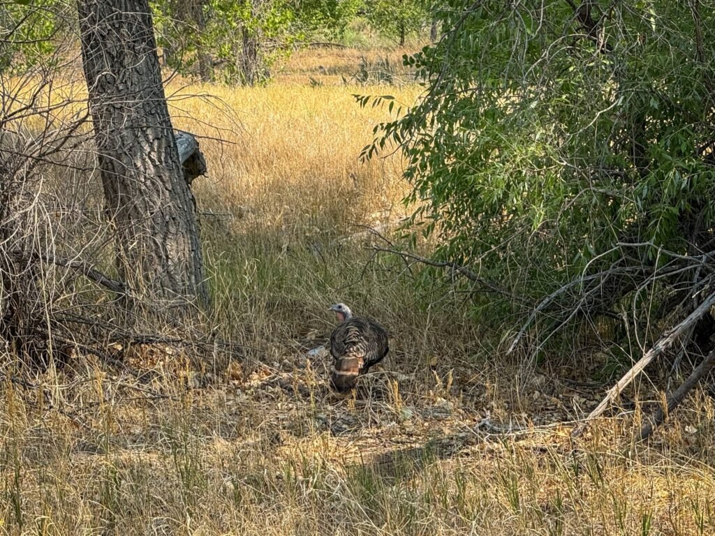 A wild turkey stands in a grassy clearing surrounded by trees. Another turkey is partially visible behind a tree trunk.