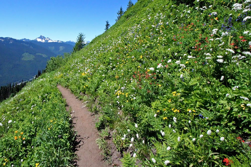 A scenic trail winds through a lush meadow bursting with colorful wildflowers, set against a backdrop of distant snow-capped mountains under a clear blue sky. The vibrant greenery and diverse blooms create a peaceful, immersive nature experience.
