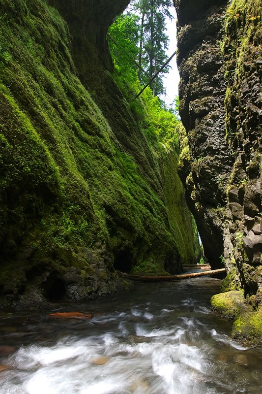 A serene stream flows through a lush, moss-covered gorge, highlighting the vibrant greenery and tranquil atmosphere of Wildlife Park.