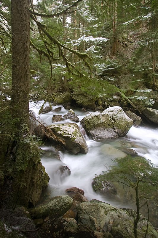 A serene winter scene of a stream flowing through a moss-covered forest in the Pacific Northwest.