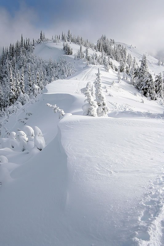 A serene winter landscape with snow-covered trees and a soft blanket of snow on the ground.