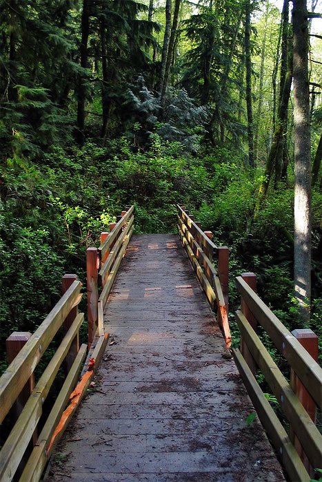 A wooden bridge winds through a dense, verdant forest, with tall trees and undergrowth framing the path. The bridge's sturdy railings guide visitors along a serene trail amidst nature.