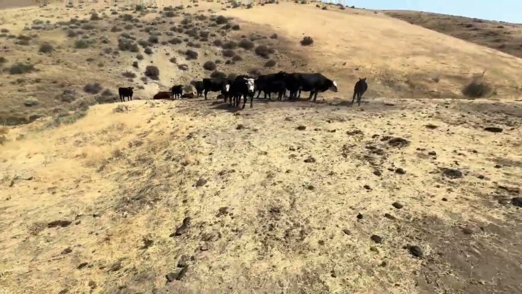 A herd of dark cattle standing on a ridgeline covered in dry, yellow grass against a backdrop of rolling hills.