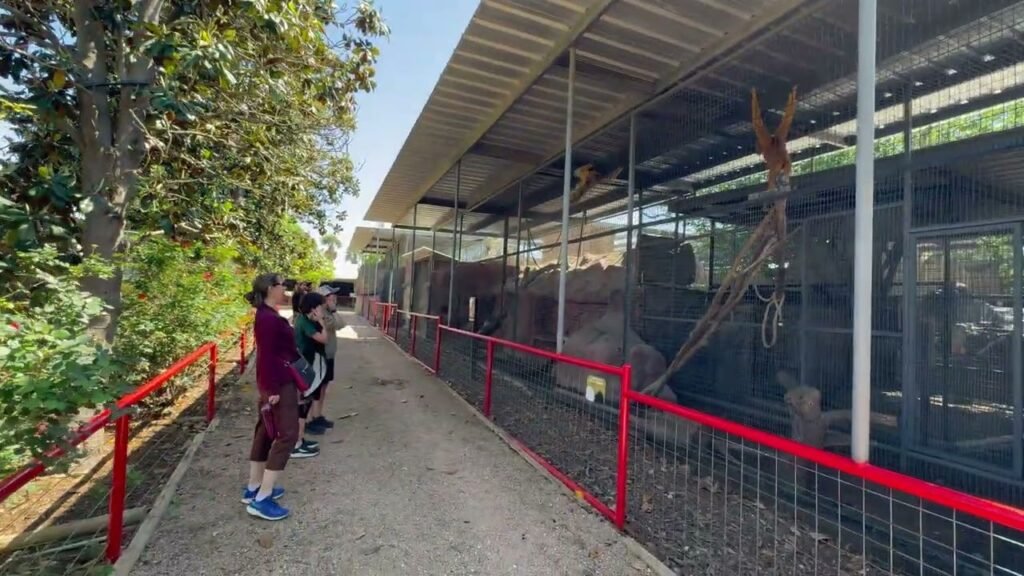 Visitors stand on a walkway looking up at tall giraffes inside a large, covered enclosure.