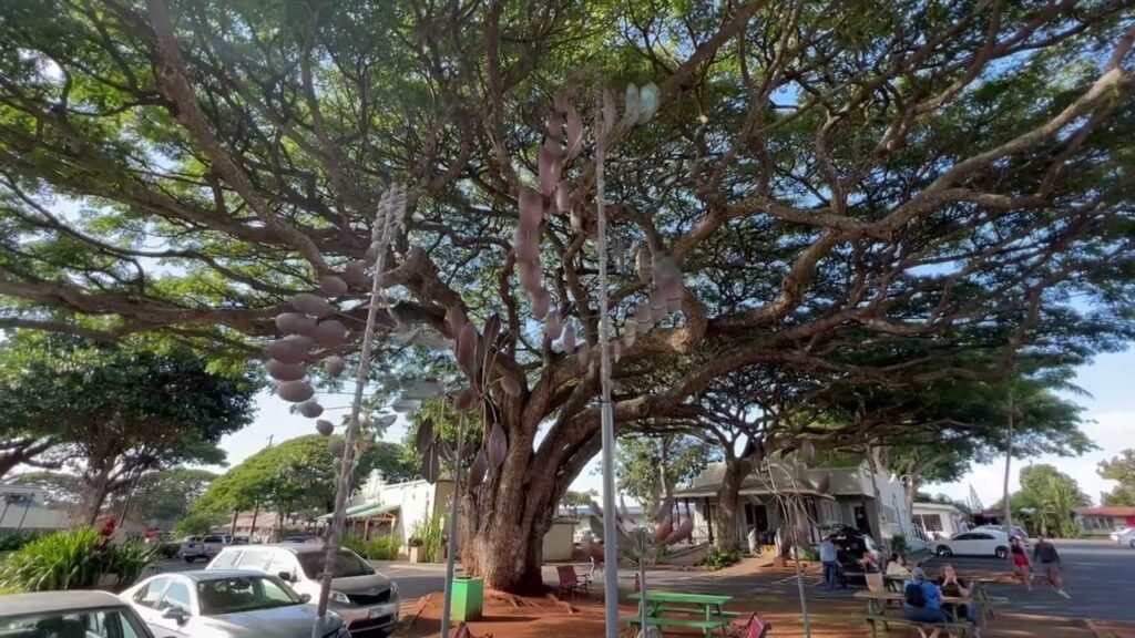 Two photos showing a massive sprawling tree with a thick trunk and extensive green canopy shading a roadside area.