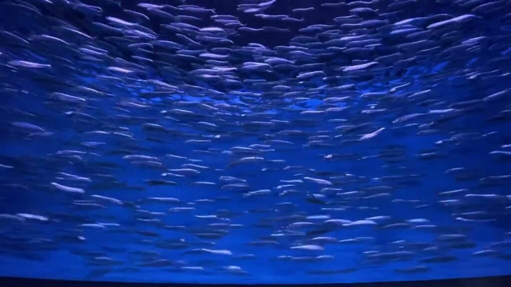 View from below of a dense school of silver fish swimming against a deep blue sky, showcasing the collective motion of wildlife in the water.