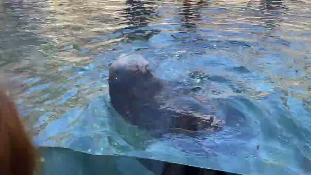 A seal swims gracefully through blue, clear water, creating ripples on the surface.