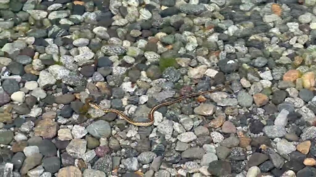 Close view of a pebble beach with a small eel or fish among the stones. Grey and pale round rocks fill the frame with hints of colorful shells.