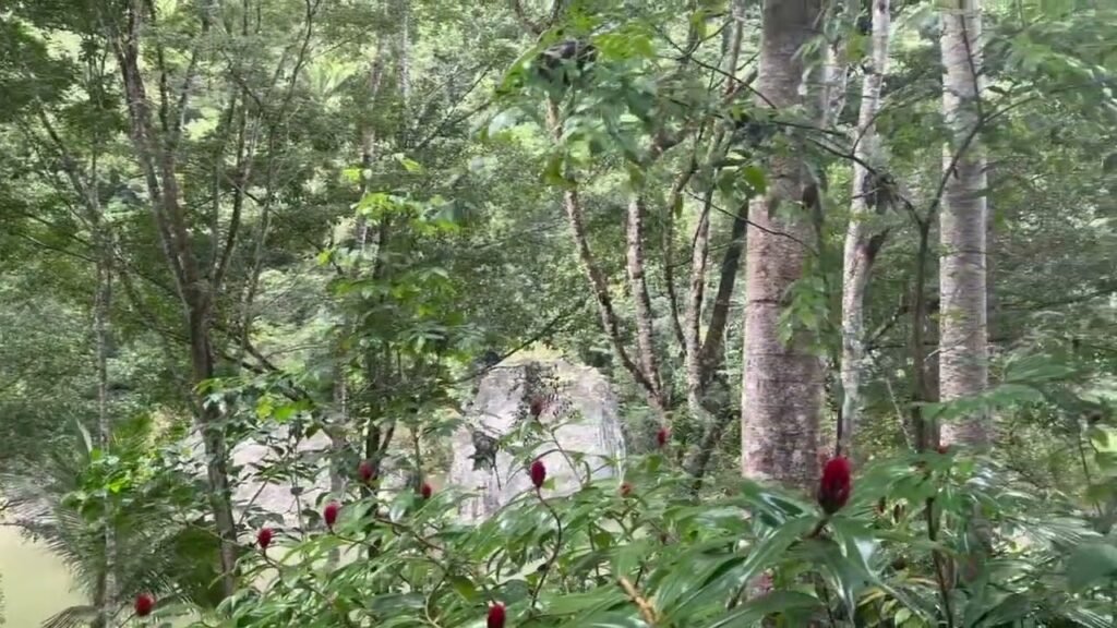 A serene forest landscape featuring red flowers in the foreground and moss-covered rocks among the trees, capturing the tranquility of nature's beauty.