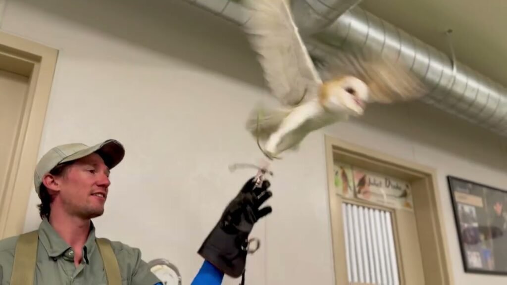A man in gloves releases a barn owl indoors, wings spread as it takes flight near a ceiling vent and doorway.