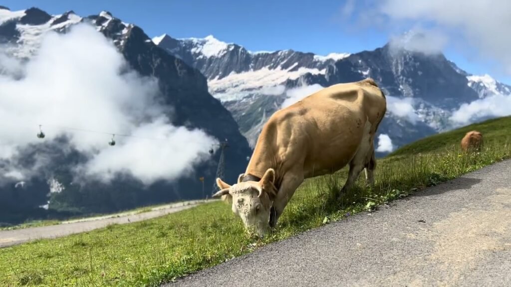 A light brown cow grazing by a paved mountain road with snow-capped peaks and clouds in the background.