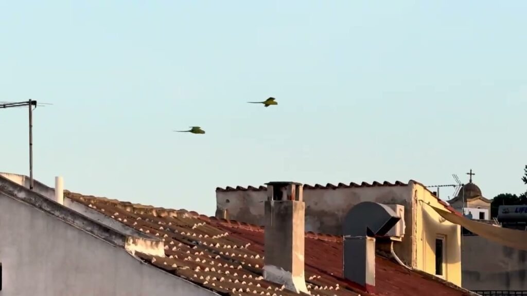 A flock of birds soars through the clear sky above Mediterranean-style red-tiled roofs and urban buildings in a serene European scene.