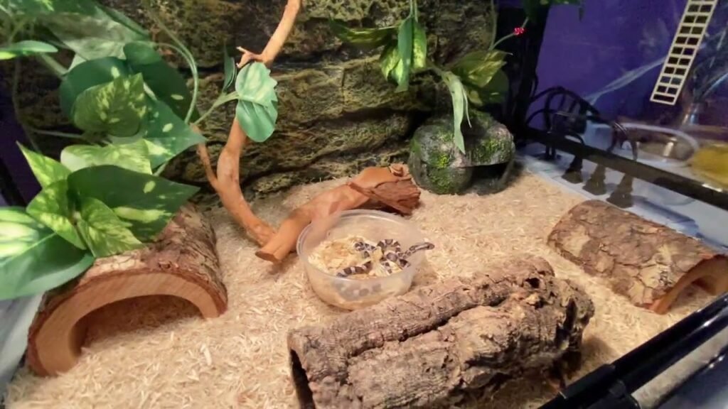 A naturalistic reptile enclosure featuring live plants, branches, rocks, and a misting system.