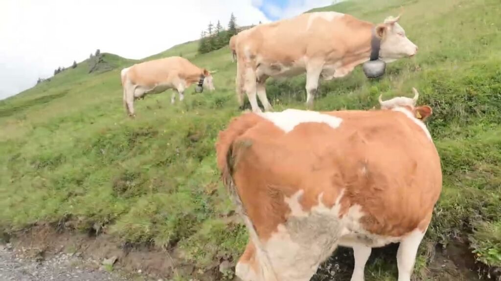 A herd of brown and white cows grazing on a green grassy hillside near a dirt path.
