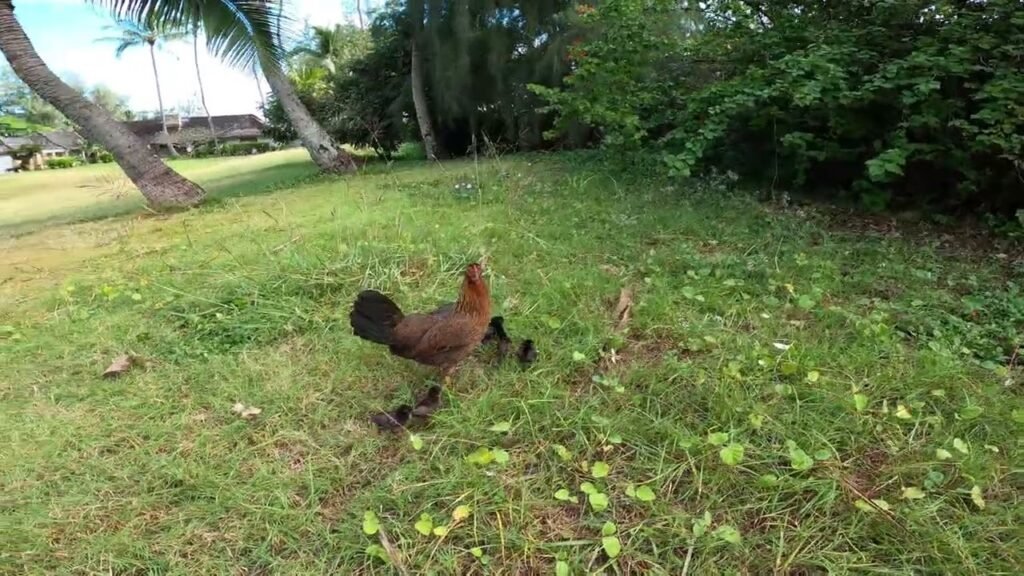 Rooster and chickens foraging on grass under palm trees.