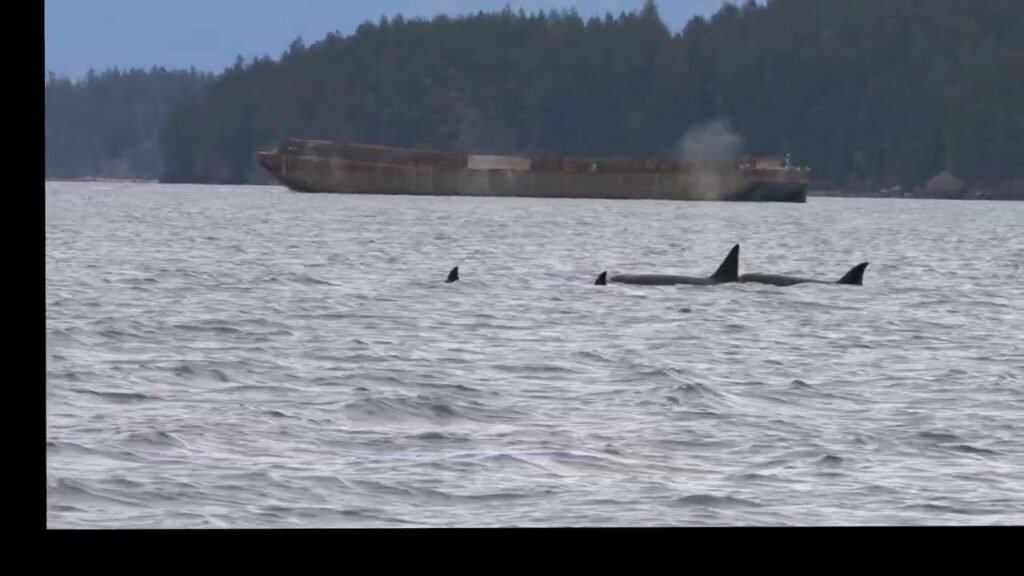 Orca fins visible in water near a cargo ship and forested coastline.