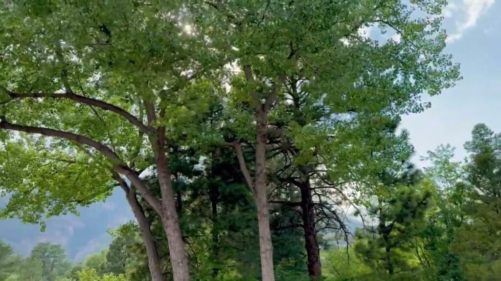 A serene view of tall trees with lush green leaves, set against a clear sky in a Pacific Northwest forest.