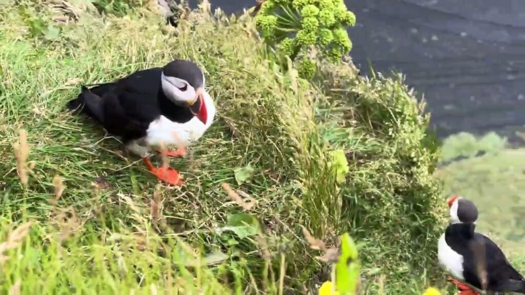 Two puffins foraging on a grassy cliff edge with colorful beaks and feet.