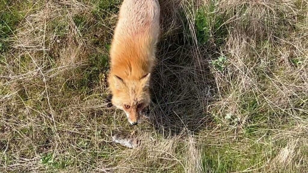 A red fox forages through tall, dry grass in a natural setting.