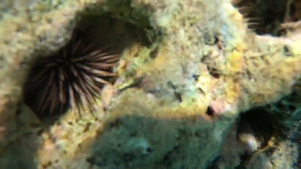 Two black sea urchins clinging to a mossy rock in a Pacific Northwest tide pool.