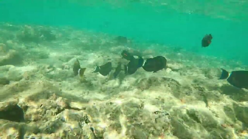 Dark fish swimming over a sandy ocean floor beneath clear turquoise water.