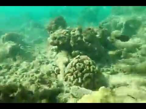 A series of underwater photos showing a textured rocky seafloor in clear green water. The scene features marine life and natural rock formations beneath the surface.