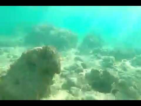 A blurry underwater view shows a sandy seabed and coral formations under murky green water.