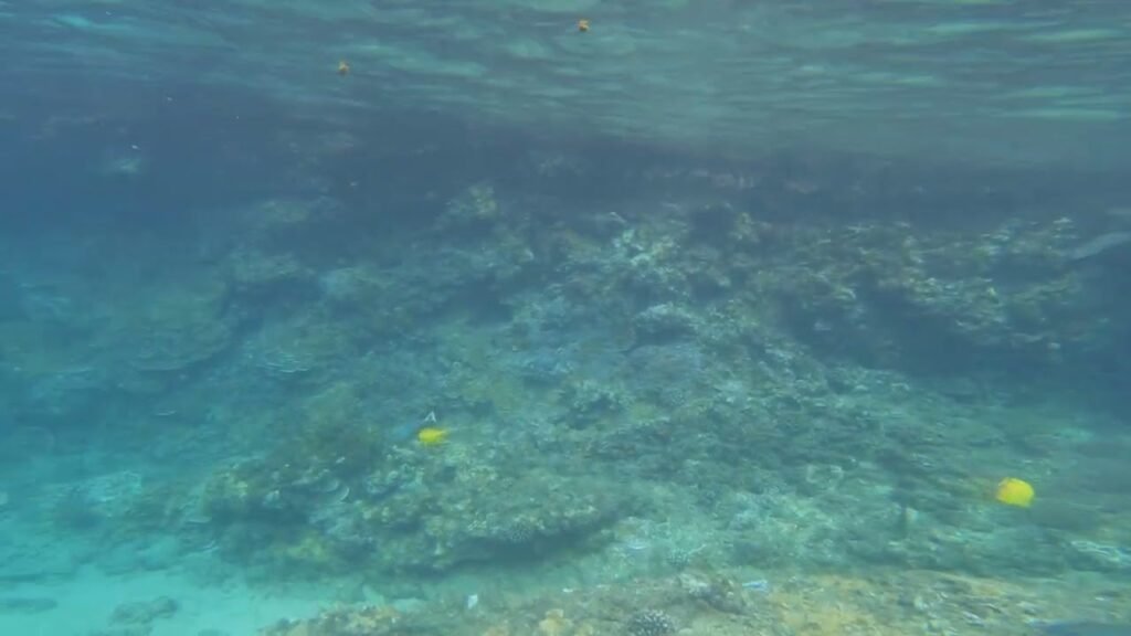 An underwater view of a coral formation with small yellow fish swimming nearby.