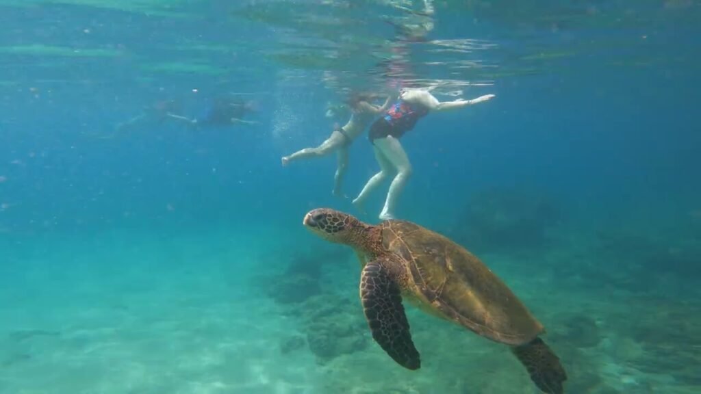 An underwater scene of a sea turtle swimming near a snorkeler in clear blue water.