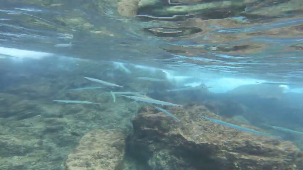 A group of fish swimming near underwater rocks. The scene features clear blue water and natural underwater landscapes.